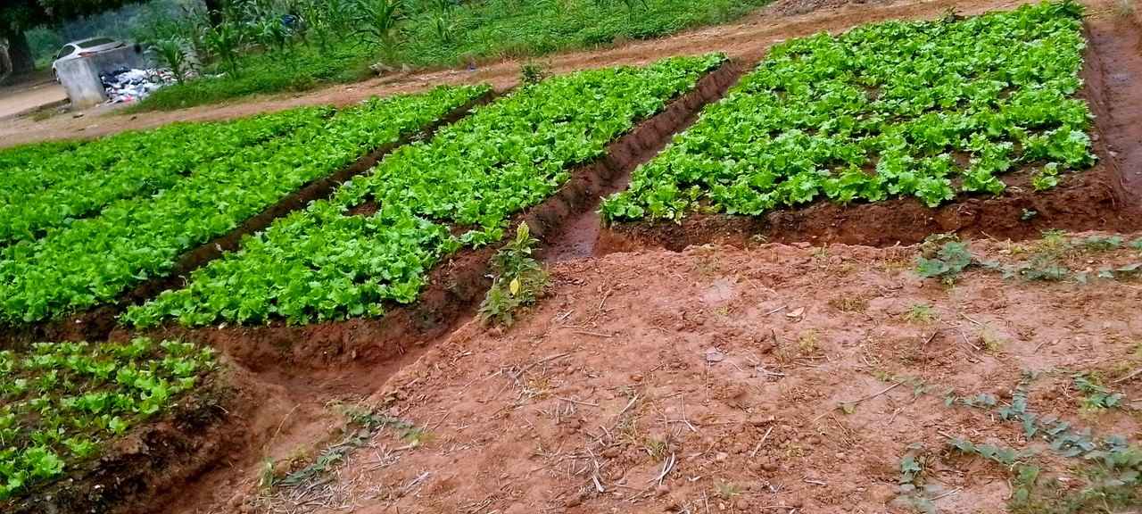 Soil and crops in Ghana