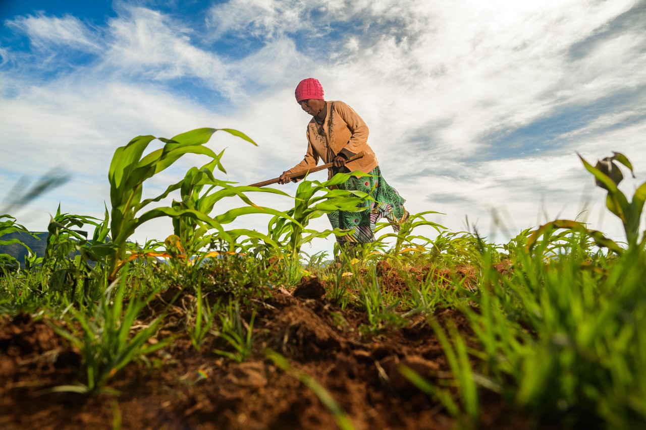 A farmer tending to their crops in Lesotho