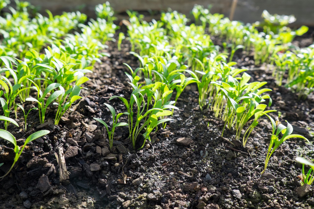 A row of plants in soil in New Zealand