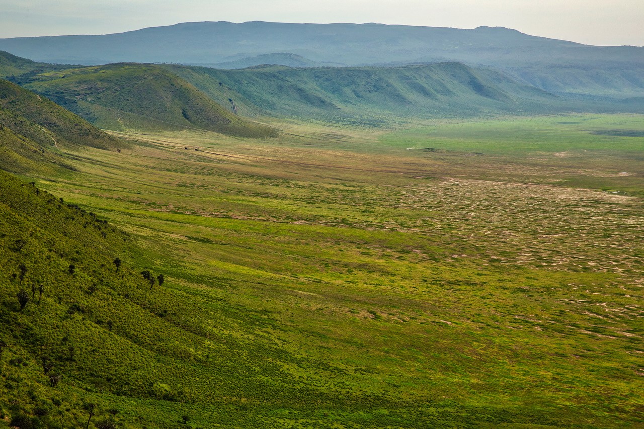 Grassy landscape of Tanzania