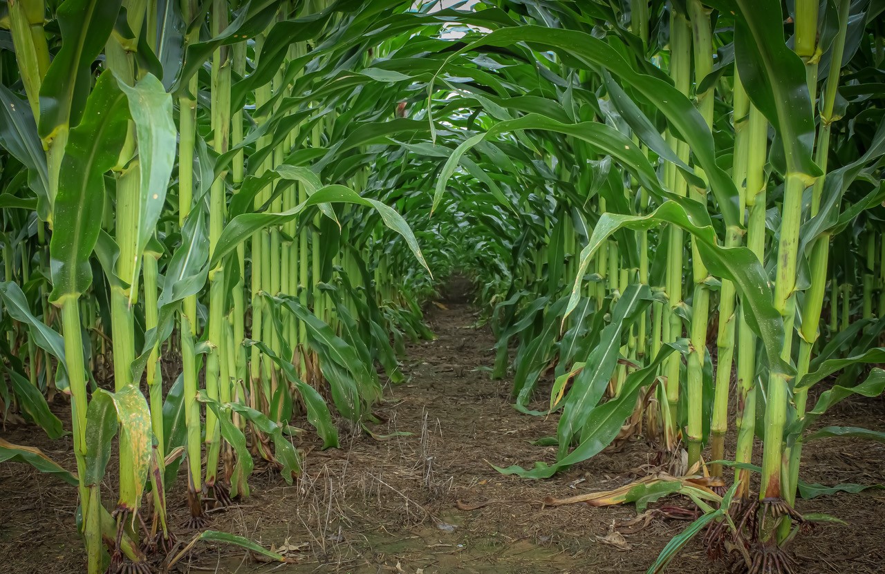 A row of tall crops in America