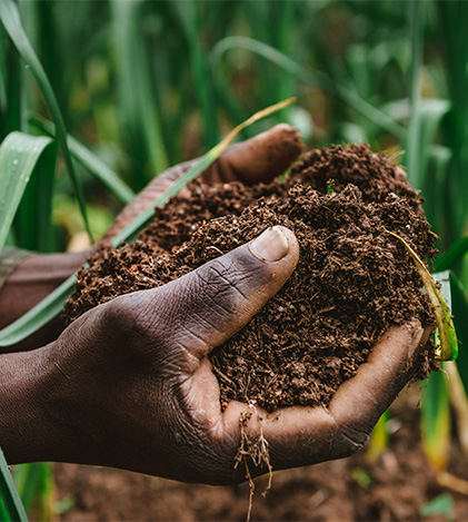 A person holding soil in their hands