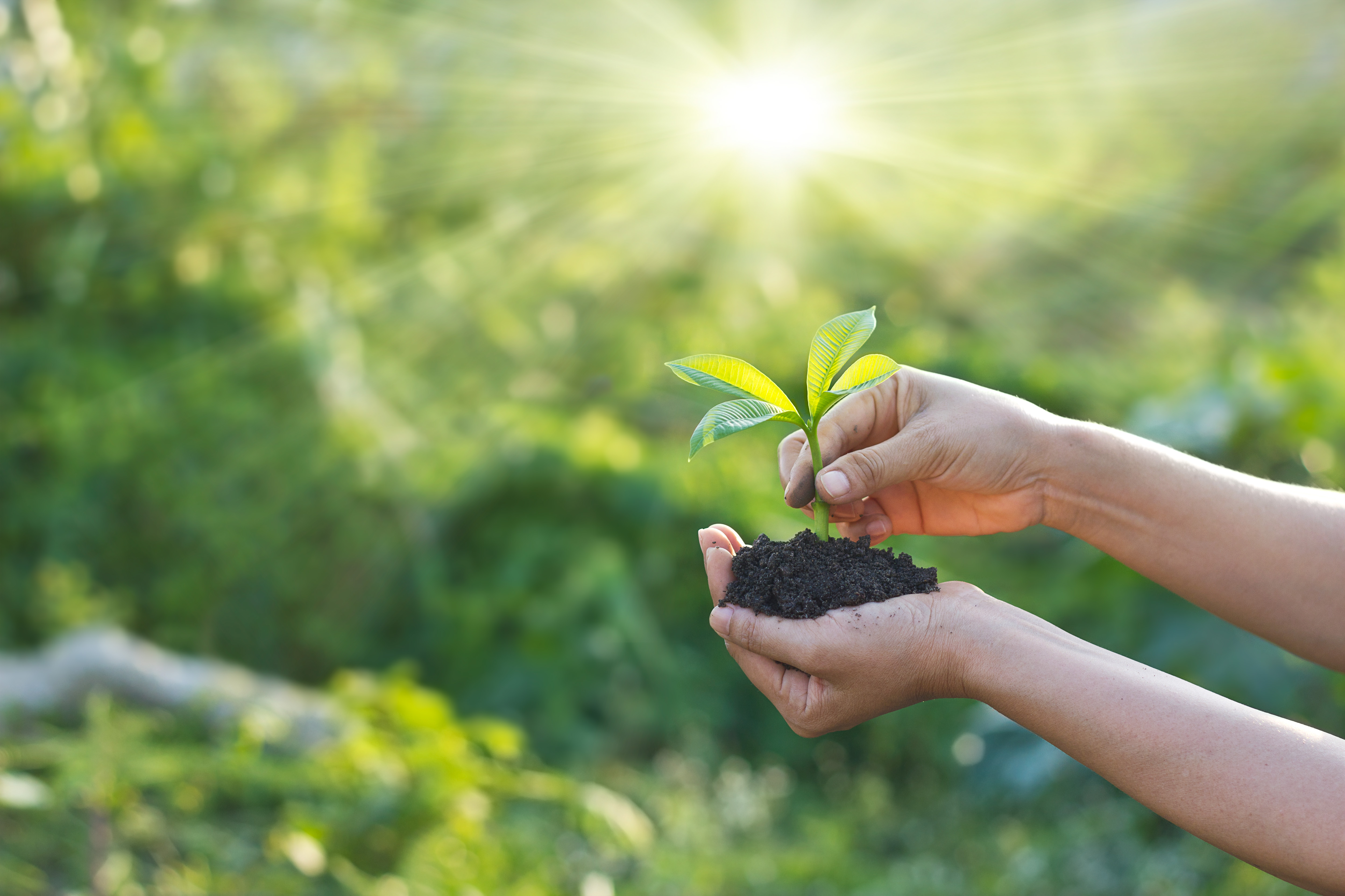  One person holding a small plant in soil in their hands with the sun shining down on it